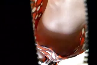 صندوق الحورية الأنيق ساحر. منتديات قصص السكس العربي